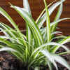 Spider Plants (Chlorophytum comosum)