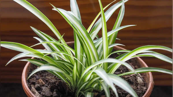 Spider Plants (Chlorophytum comosum)