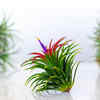 Air Plants (Tillandsia)