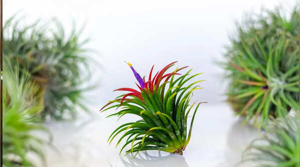 Air Plants (Tillandsia)