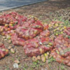 Article image for: Krishnagiri farmers dump mangoes on roadsides over low price