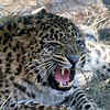 Article image for: Leopard kills man in Chhattisgarh's Dhamtari forest, another child attacked in Gariyaband as fear spreads in villages