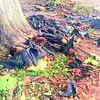 Article image for: Chhattisgarh: As 500 more bats die daily due to heat in Balod, experts warn of climate stress on wildlife