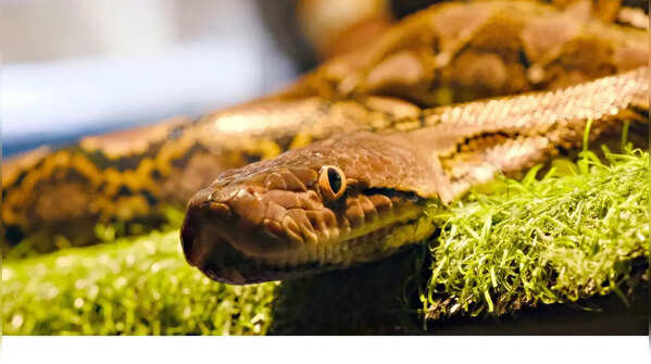 Audubon Zoo Reptile House — Louisiana