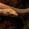 North Carolina Zoo Reptile Collection — North Carolina