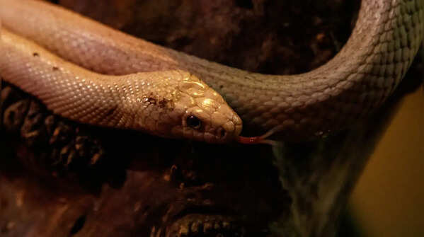 North Carolina Zoo Reptile Collection — North Carolina