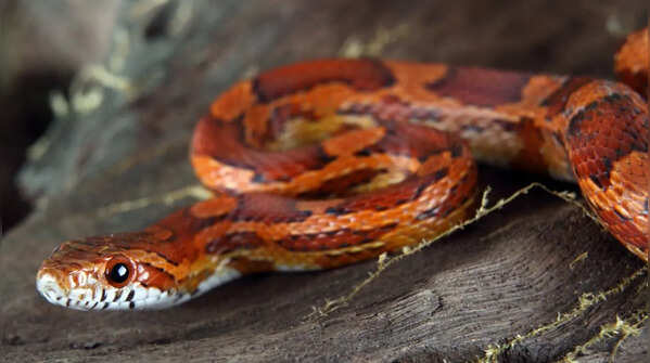 The Reptarium — Michigan