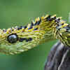 Clyde Peeling’s Reptiland — Pennsylvania