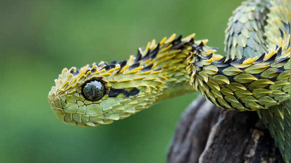 Clyde Peeling’s Reptiland — Pennsylvania