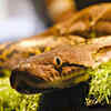 Phoenix Herpetological Sanctuary — Arizona