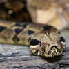 Serpentarium Wildlife Park — Florida