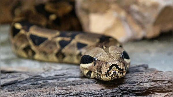Serpentarium Wildlife Park — Florida