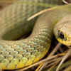 Snake Farm Zoo — Texas