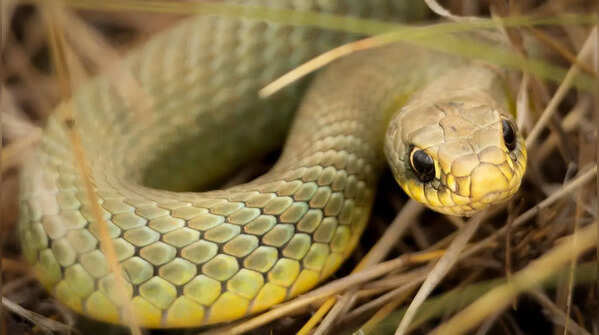 Snake Farm Zoo — Texas