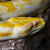 Kentucky Reptile Zoo — Kentucky