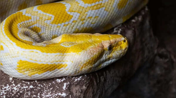 Kentucky Reptile Zoo — Kentucky