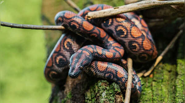 Reptile Gardens — South Dakota