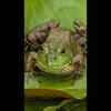 Article image for: Forest dept warns against bullfrog poaching, patrolling teams on alert