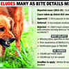 Article image for: Only 3 get dog-bite compensation in Pkl, 2.5 years after HC norms