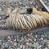 Article image for: Tigress killed in train hit near Chanda