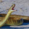 Symptoms can vary depending on the snake