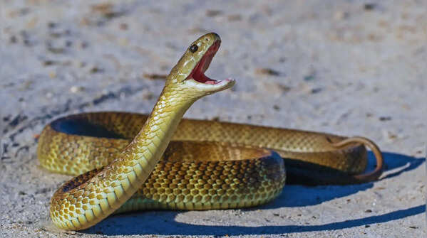 Symptoms can vary depending on the snake