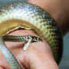 Most snake bites happen when people accidentally step on or disturb snakes