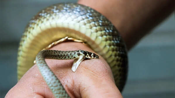 Most snake bites happen when people accidentally step on or disturb snakes