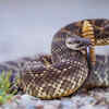 Not all snakes are venomous – but all snakebites should be taken seriously