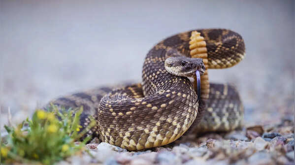 Not all snakes are venomous – but all snakebites should be taken seriously