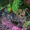 Use odours that spiders find offensive