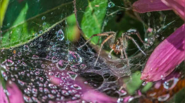 Use odours that spiders find offensive