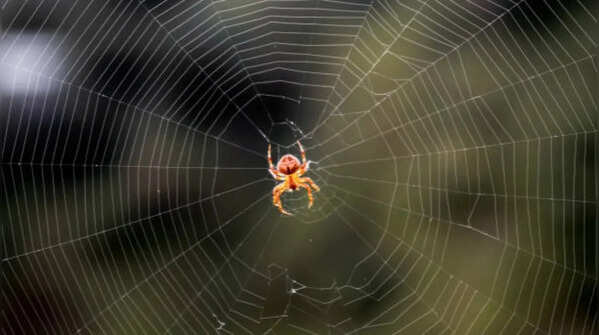 Reduce insects in the house
