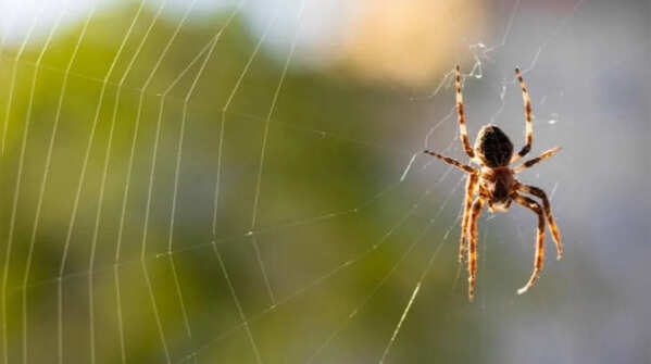5 ways to protect your home from spiders naturally