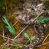 Article image for: Scientists thought this venomous Himalayan snake was one species since 1864, it turned out to be five different snakes
