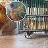 Article image for: Gujarat’s Gir Forest On Alert As Suspected Virus Kills Seven Asiatic Lions | Watch