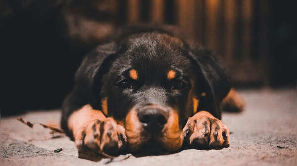 Rottweiler