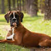 Boxer