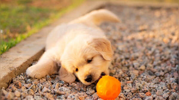 Golden Retriever