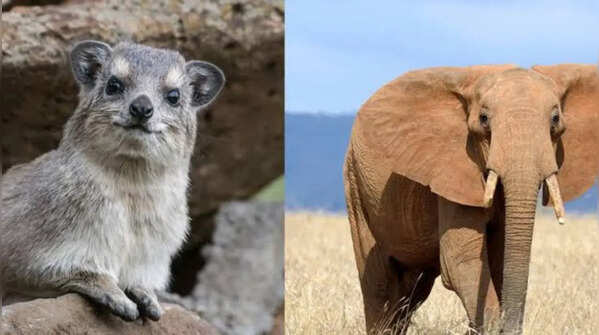 The surprising family tree of nature