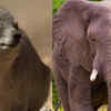 Connection to elephants