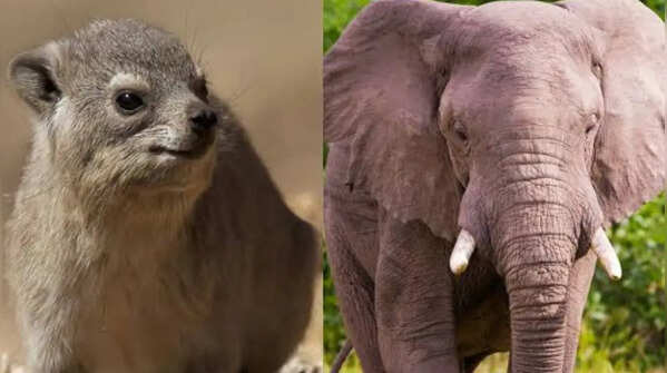 Connection to elephants