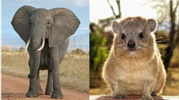 The animal that was not understood for centuries