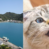 Article image for: Japan removed 131 invasive cats from a remote island and the ecosystem rebounded faster than expected