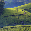  Munnar, Kerala
