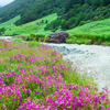 Article image for: Valley of Flowers National Park, Uttarakhand