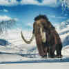 Woolly mammoth