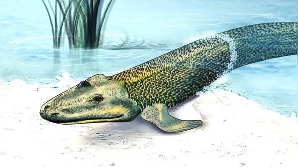 Tiktaalik