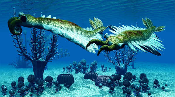 Anomalocaris