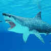 Megalodon